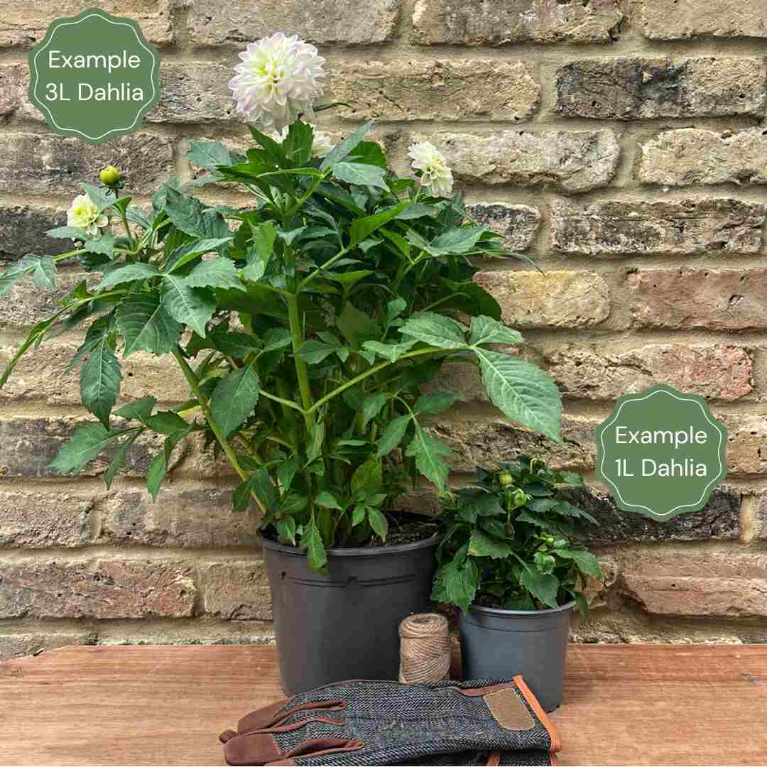 1_da17b71d-f31b-485f-a399-cf08fe5e6477